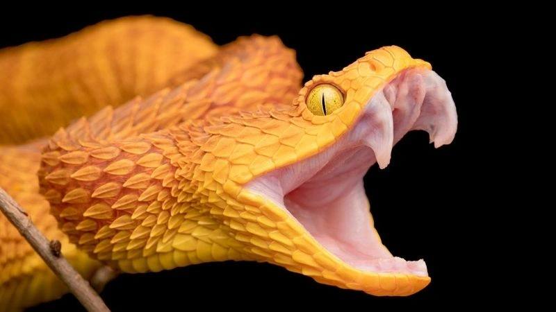 Mơ thấy rắn là điềm báo gì trong tương lai, có quan trọng không?