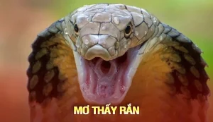 Mơ thấy rắn